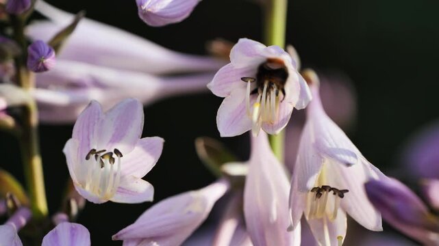 Pollinating hosta flowers with a bee collecting nectar in a vibrant summer garden