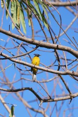 a Yellow-vented Bulbul perched on a tree branch against a clear blue sky. Its bright yellow body, black head, and sharp eyes highlight the beauty of wildlife in a calm natural setting