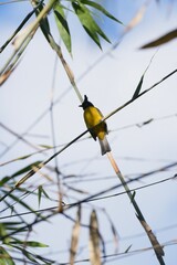 a Yellow-vented Bulbul perched on a tree branch against a clear blue sky. Its bright yellow body, black head, and sharp eyes highlight the beauty of wildlife in a calm natural setting