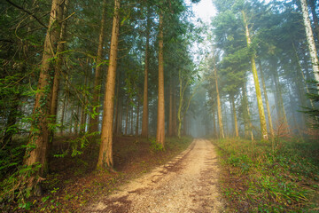 Autumn morning foggy forest scene. Wide angle, thick fog, vibrant colors, no people