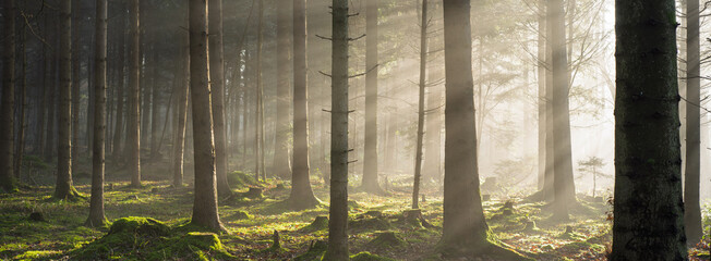 Dramatic sun light rays cutting through a foggy autumn forest scene. Wide angle view, moody atmosphere, no people