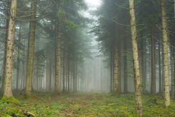 Autumn morning foggy forest scene. Wide angle view, thick fog, vibrant colors, moody atmosphere, no people