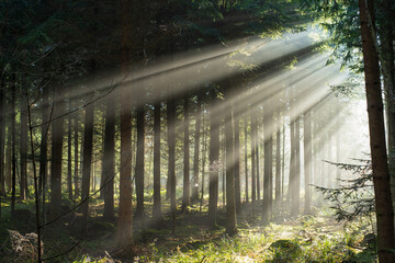 Dramatic sun light rays cutting through a foggy autumn forest scene. Wide angle view, moody atmosphere, no people