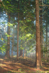 Sunlight beams shine through morning mist onto the ground of a lush, evergreen forest with tall tree trunks and green branches