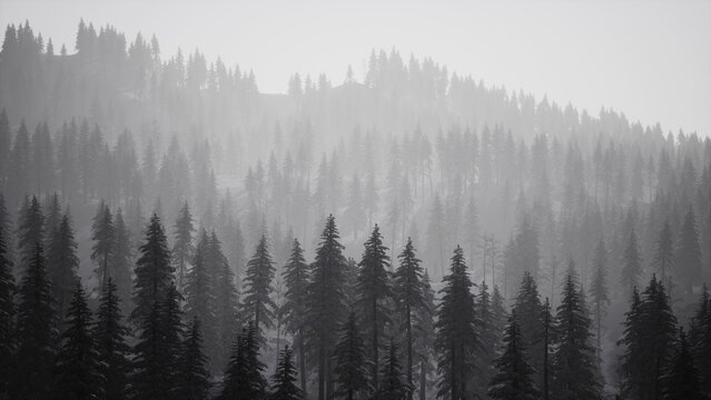 Dense evergreen trees create a tranquil atmosphere in a misty forest. The soft fog envelops the landscape, adding mystery to the serene scene during early morning light.