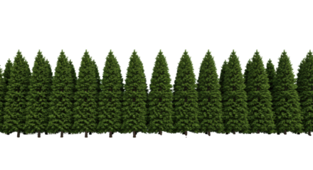 a meticulously straight row of tall, dark green coniferous trees on a pristine strip of manicured grass, isolated high-key studio shot against a transparent background, architectural concept