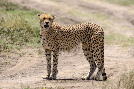 Guepard