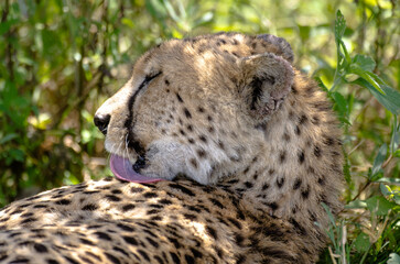 Fototapeta premium Guepard