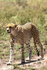 Guepard