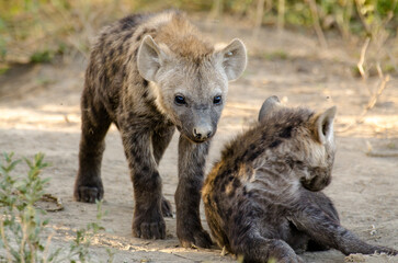 Hy&egrave;ne tachet&eacute;e