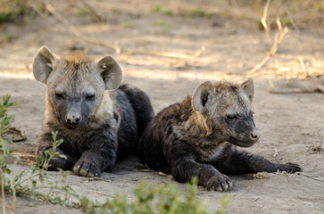 Hy&egrave;ne tachet&eacute;e