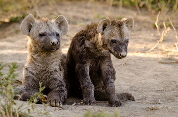 Hy&egrave;ne tachet&eacute;e