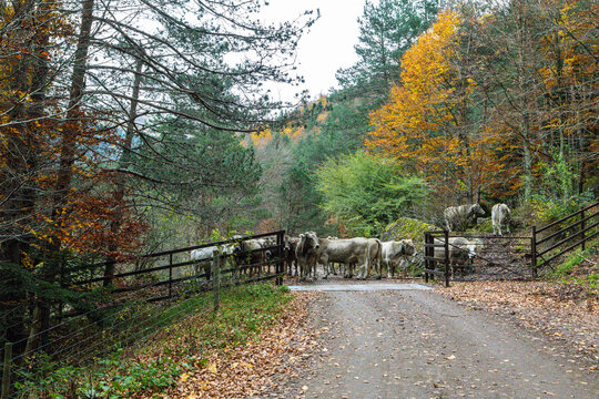 Vacas