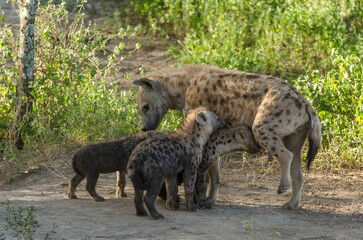 Hy&egrave;ne tachet&eacute;e