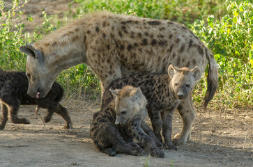 Hy&egrave;ne tachet&eacute;e