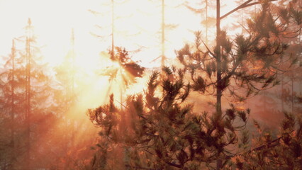 Obraz premium Golden rays of sunlight stream through the tall trees of a peaceful forest. The early morning mist adds a serene touch to this beautiful natural setting, creating an enchanting atmosphere.