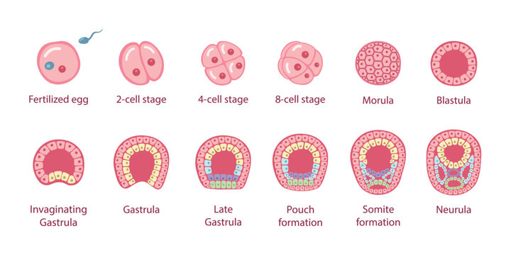 Human embryonic development. Stages of development of a fertilized egg.  Zygote, 2-cell, 4-cell, 8-cell, morula, blastula, gastrula, neurula. Vector medical illustration.
