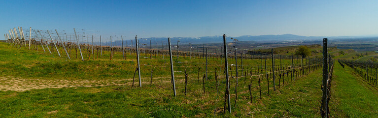 Weinberge Reben Winzer