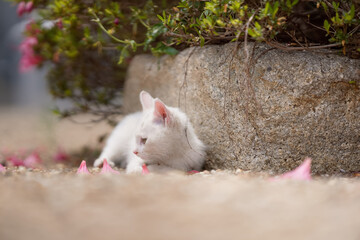 5月、すくすく育つ白い仔猫