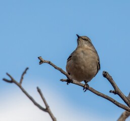 Northern Mockingbird