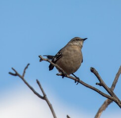 Northern Mockingbird