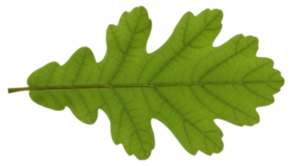 Green oak leaf isolated PNG on transparent background, detailed foliage of deciduous tree for nature and botanical design