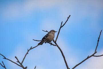 Northern Mockingbird