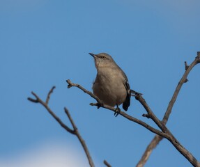Northern Mockingbird