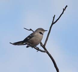 Northern Mockingbird