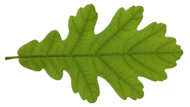 Green oak leaf isolated PNG on transparent background, detailed foliage of deciduous tree for nature and botanical design - Powered by Adobe