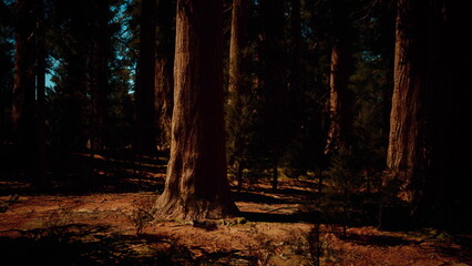 Tall, majestic trees dominate the scene while sunlight shines through their leaves, casting gentle shadows on the forest floor. Pine needles cover the ground, adding to the natural beauty.