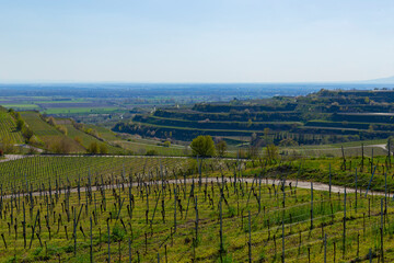 Fototapeta premium Weinberge Reben Winzer