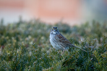 White-Throated Sparrow