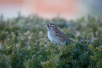 White-Throated Sparrow