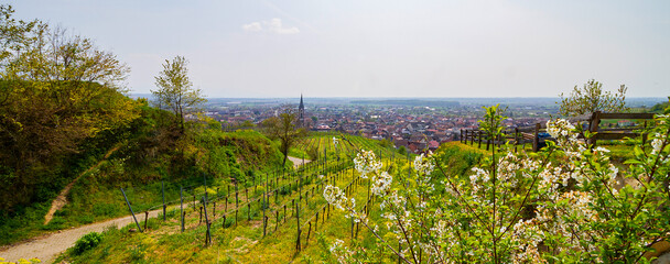 Weinberge Reben Winzer