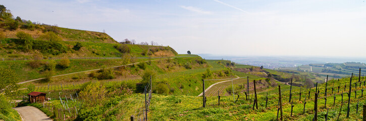 Weinberge Reben Winzer