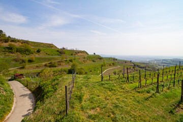Weinberge Reben Winzer