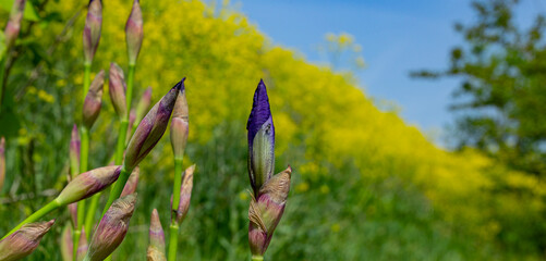 Weinberge Reben Pflanzen Blüten