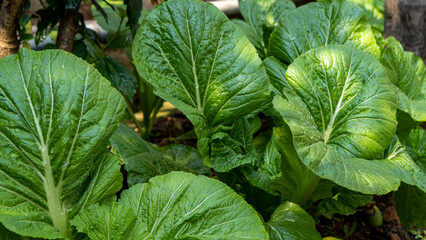 Mustard Leaves or Greens or Lai Xaak or Brassica juncea a popular and versatile leafy green...