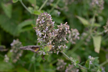 Obraz premium Catnip (lat. Nepeta cataria) - medicinal plant blooms on a Sunny spring day. Catnip, lemon mint - The plant contains up to 3 essential oil, which gives it a strong, distinctive (