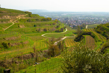 Weinberge Reben Winzer