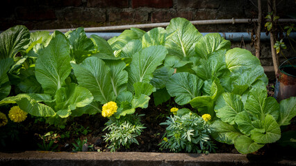 Mustard Leaves or Greens or Lai Xaak or Brassica juncea a popular and versatile leafy green...