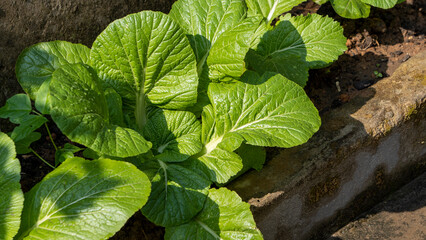 Mustard Leaves or Greens or Lai Xaak or Brassica juncea a popular and versatile leafy green...