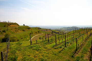 Fototapeta premium Weinberge Reben Winzer