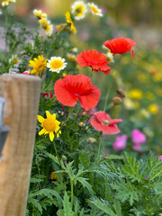 Popies in the garden