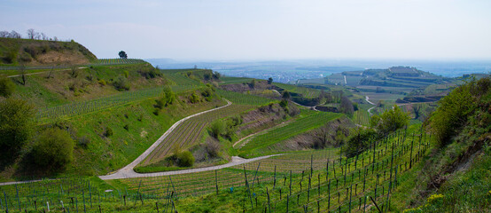 Weinberge Reben Winzer