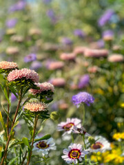 flowers in the garden