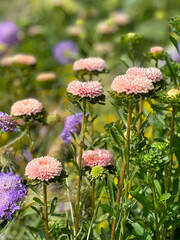 flowers in the garden
