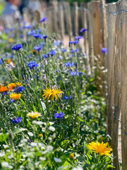 flowers in the garden
