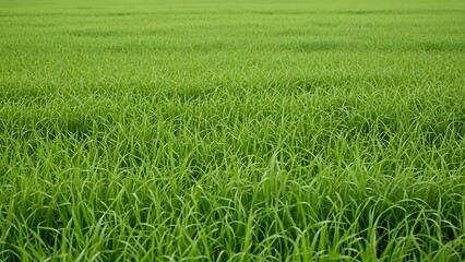 Vast Green Rice Paddy Field Organic Agriculture Lush Nature.